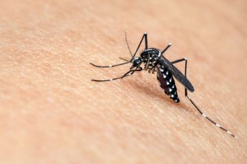 Ordinanza per la prevenzione di malattie trasmesse dalla zanzara tigre